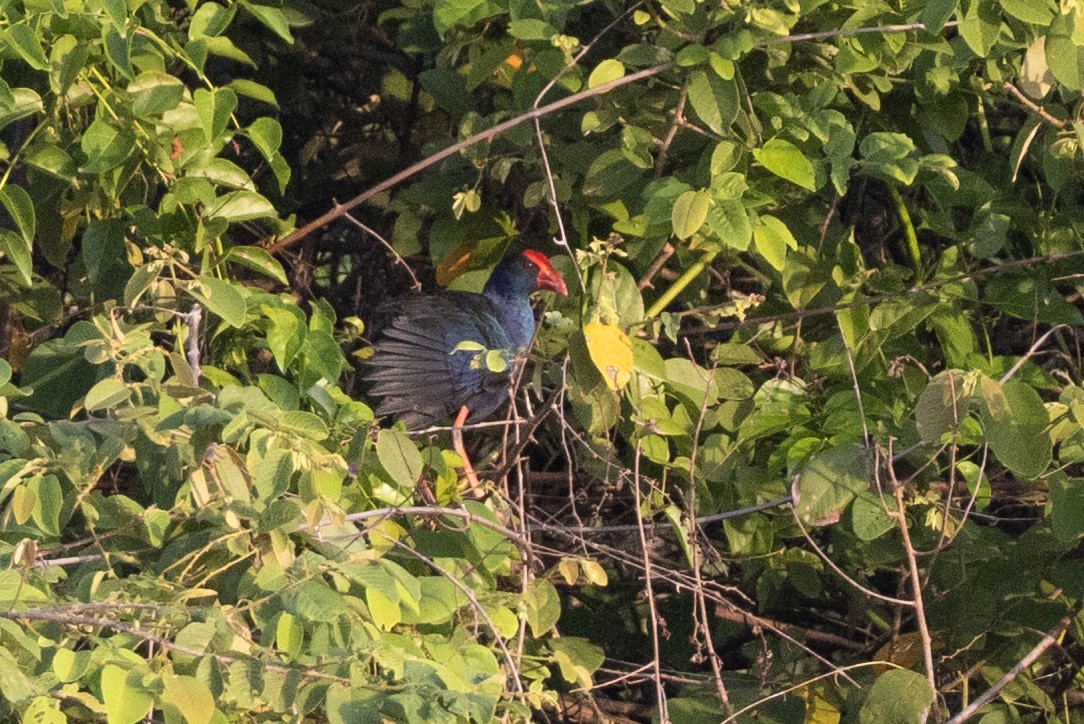 Black-backed Swamphen - ML640216639