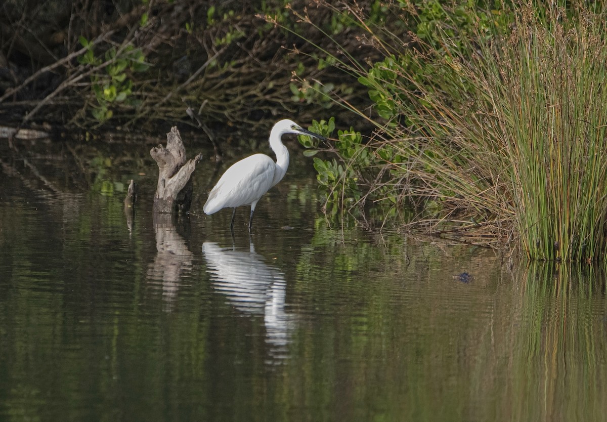 Little Egret - ML640216701