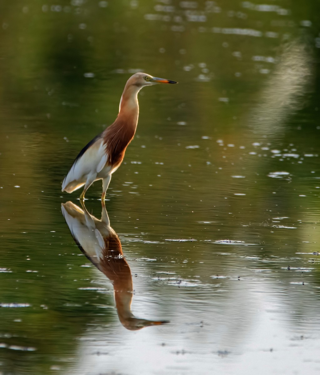 Javan Pond-Heron - ML640216704