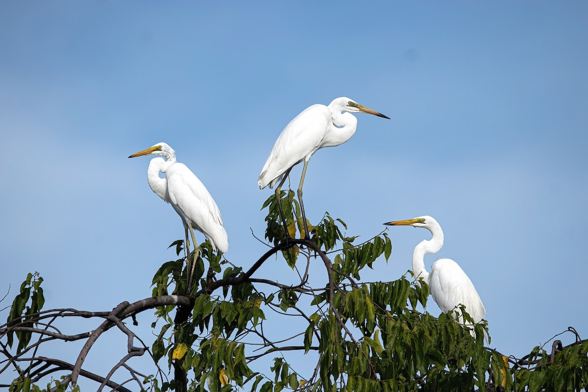 Great Egret - ML640216706