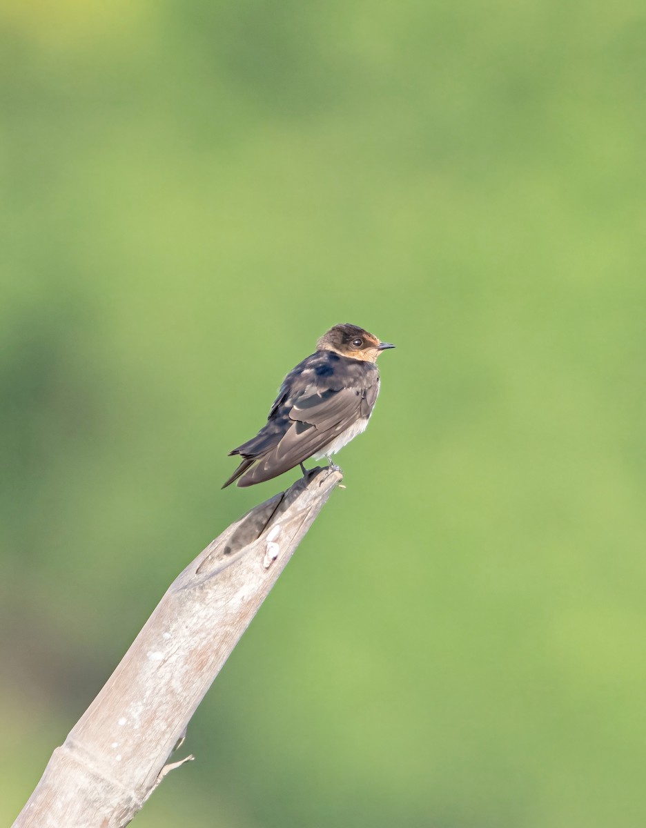 Pacific Swallow - ML640216708