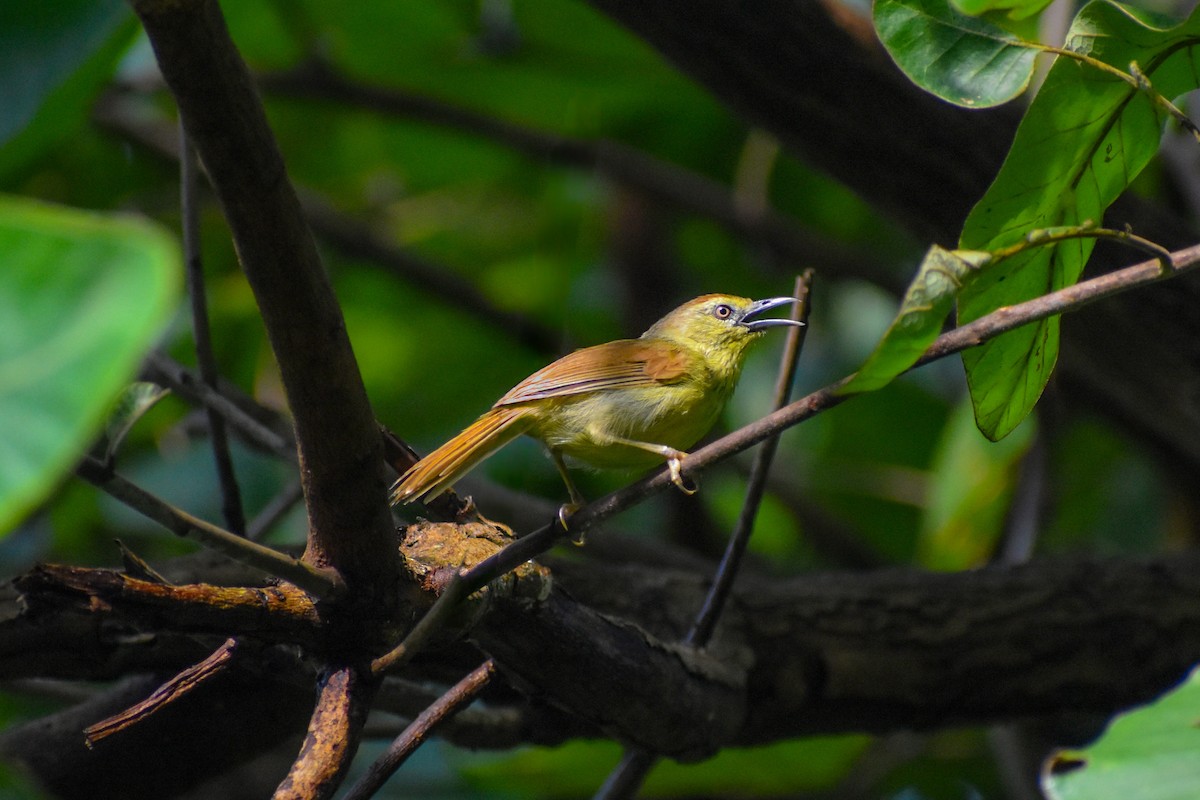 Timalie à gorge striée - ML640216729