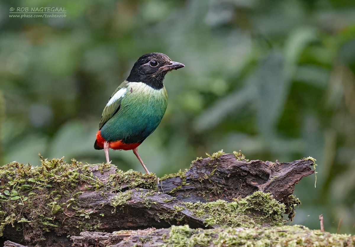 Eastern Hooded Pitta (Papuan) - ML640216736