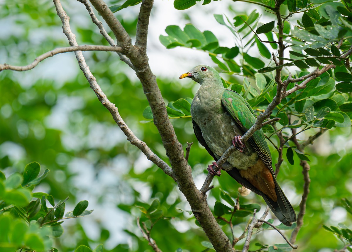 Black-chinned Fruit-Dove - ML640216764