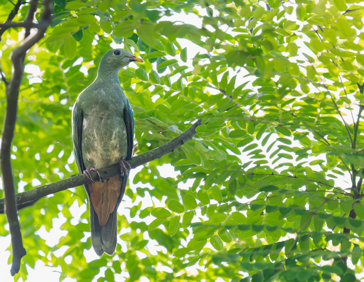 Black-chinned Fruit-Dove - ML640216765