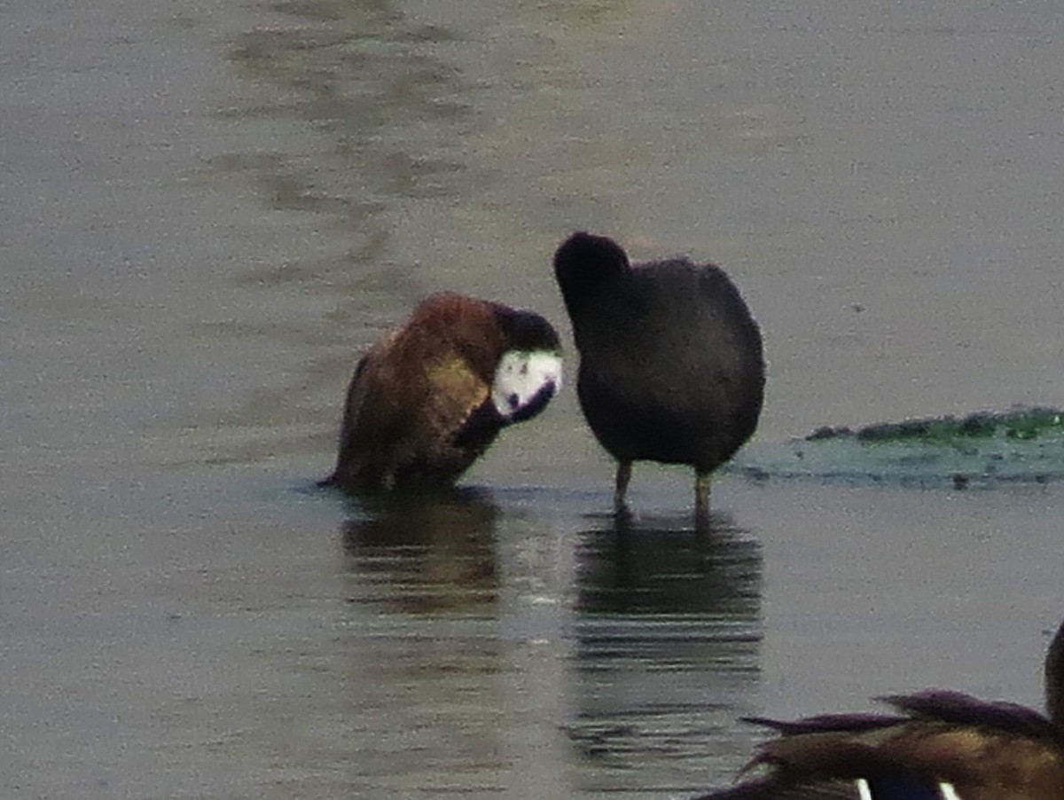 White-headed Duck - ML640216772