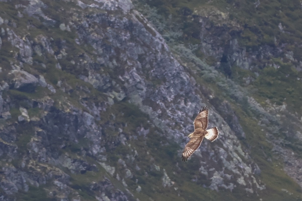 Rough-legged Hawk - ML640216773
