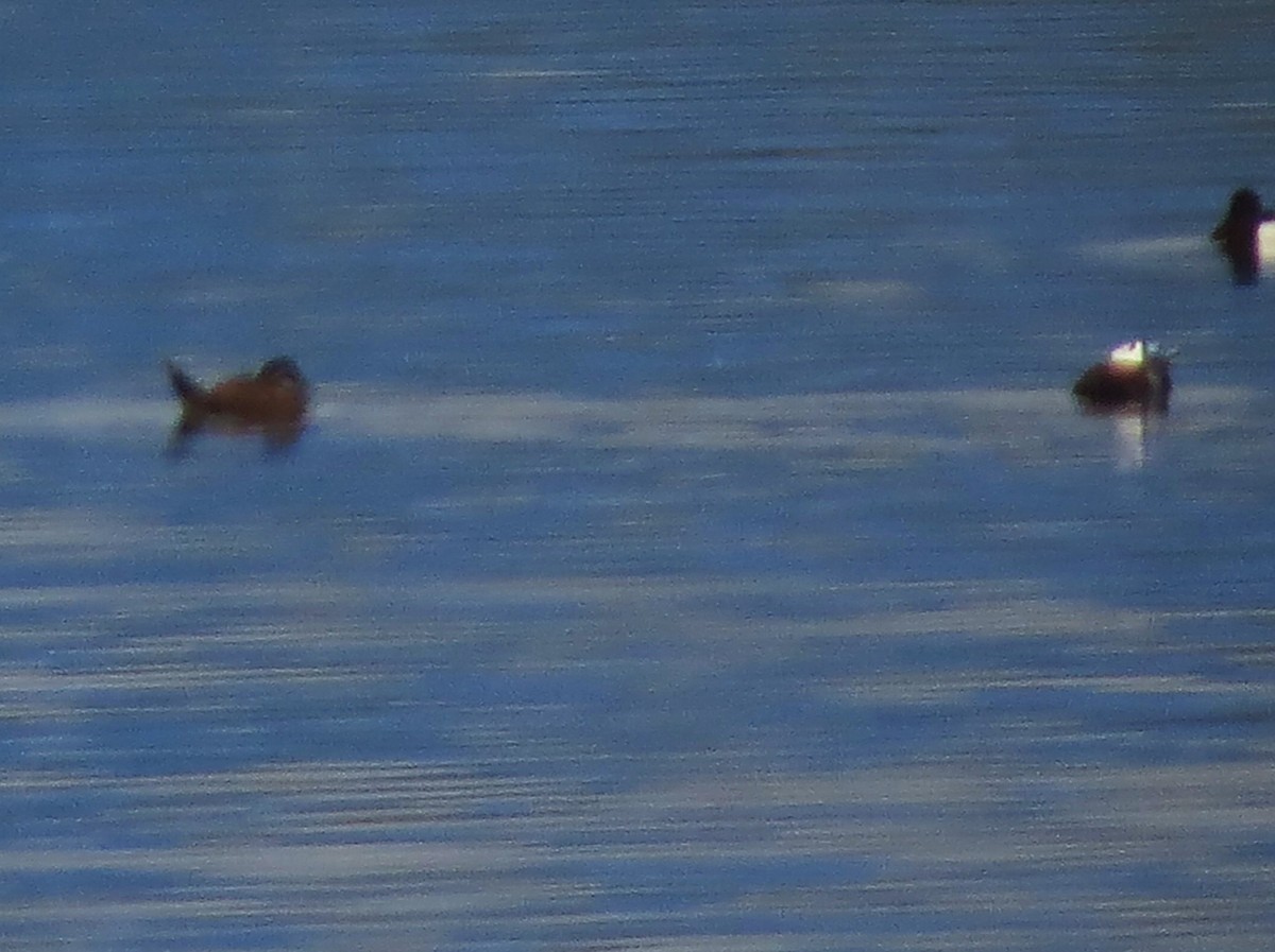 White-headed Duck - ML640216810
