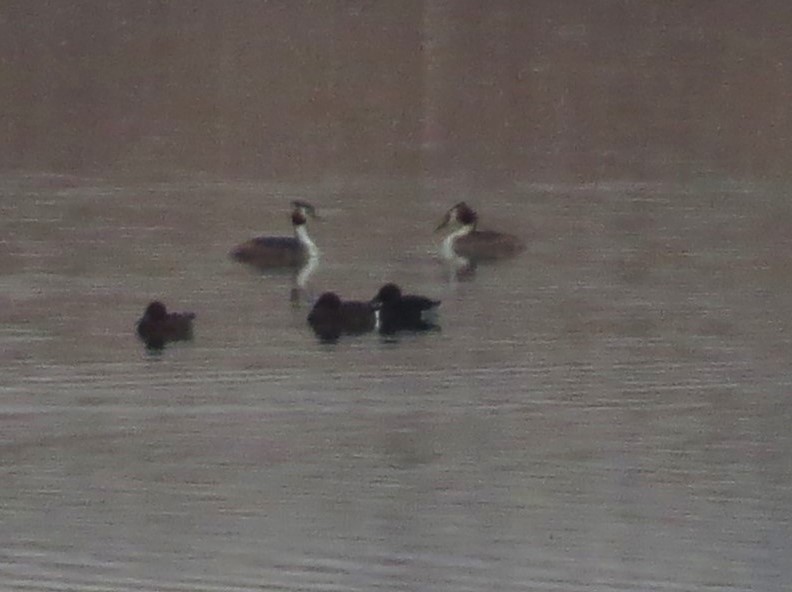 Great Crested Grebe - ML640216842