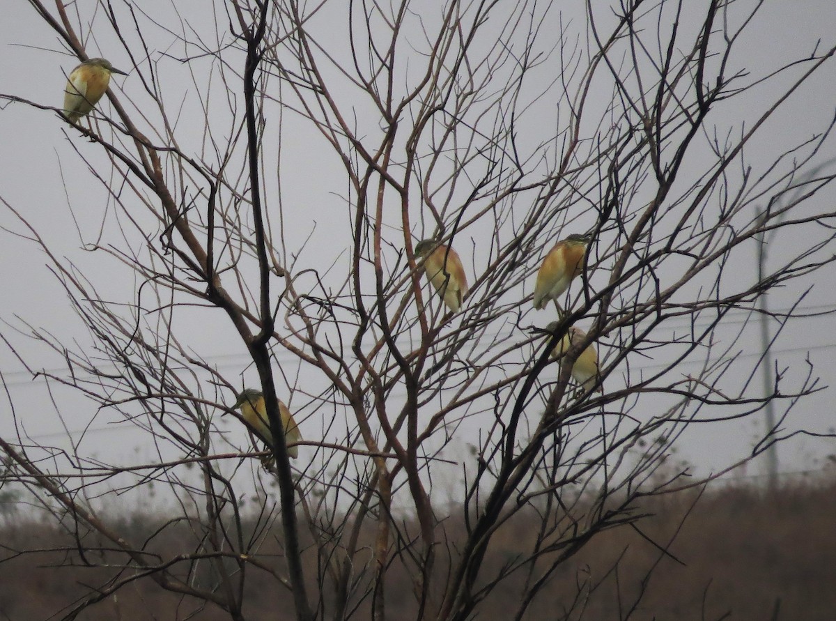 Squacco Heron - ML640216867