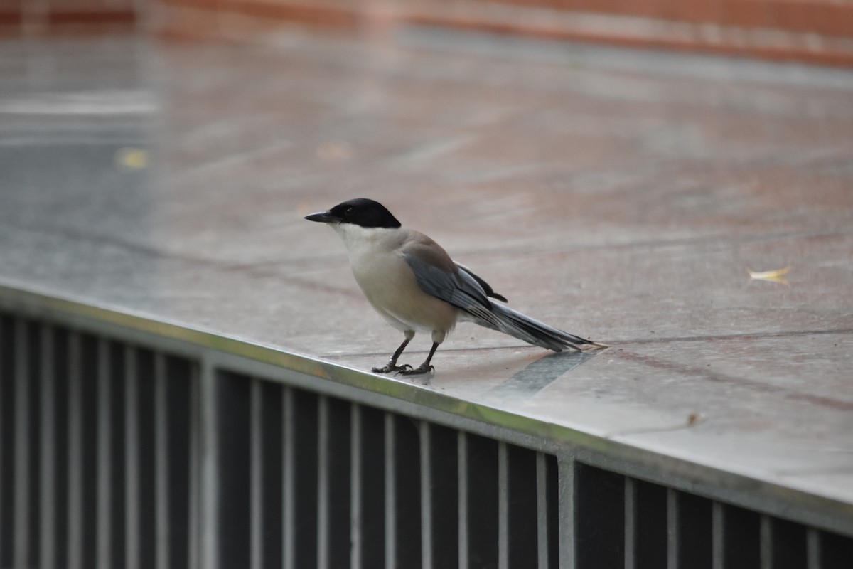 Azure-winged Magpie - ML640216876