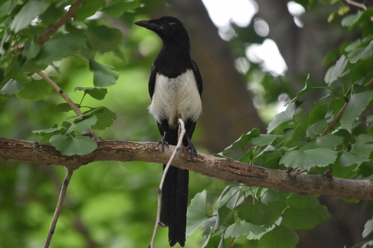 Oriental Magpie - ML640216879