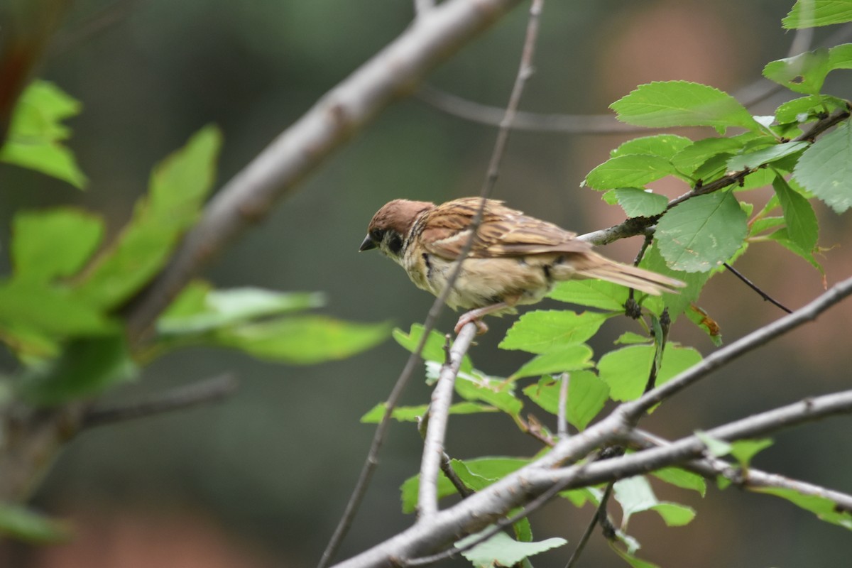 Eurasian Tree Sparrow - ML640216891