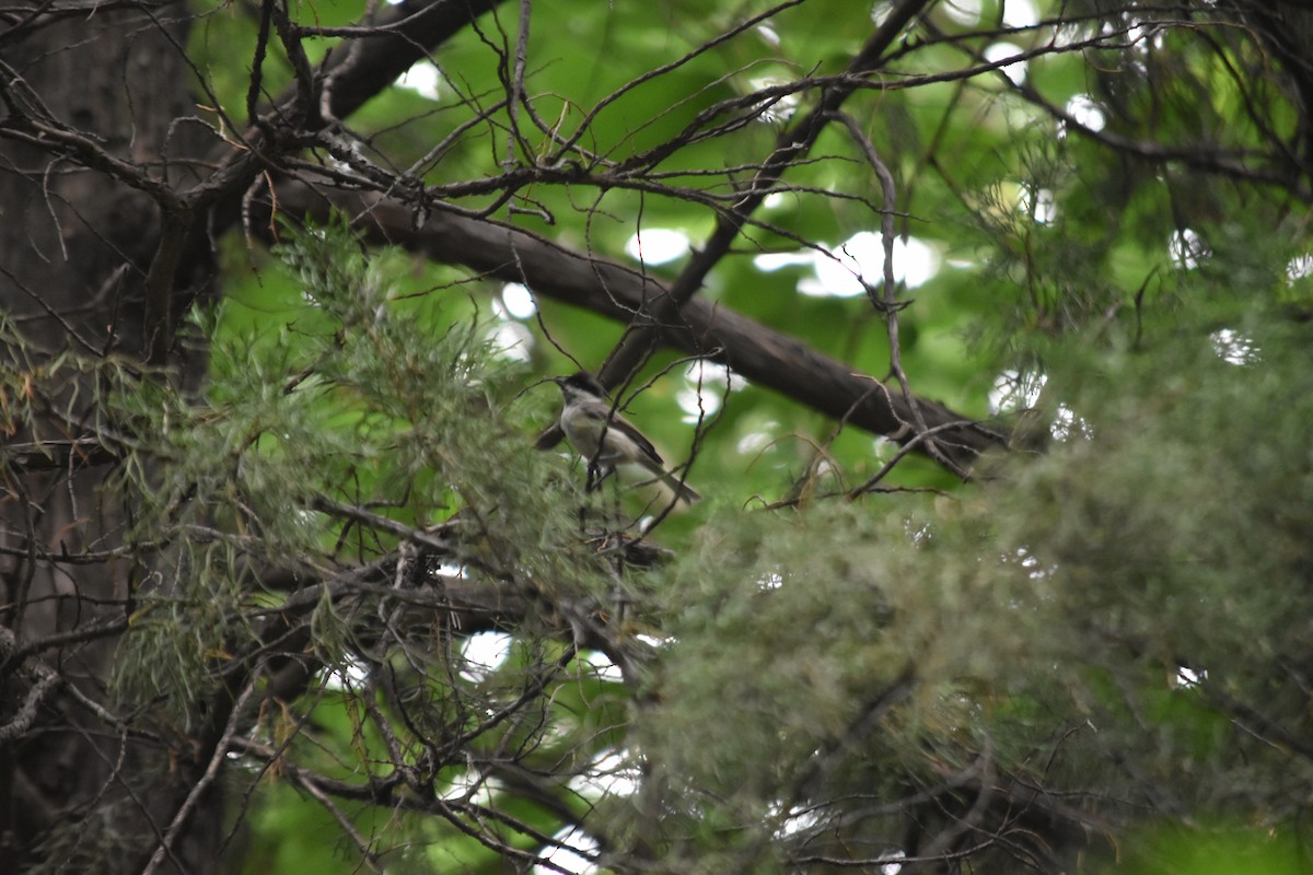 Marsh Tit - ML640217023