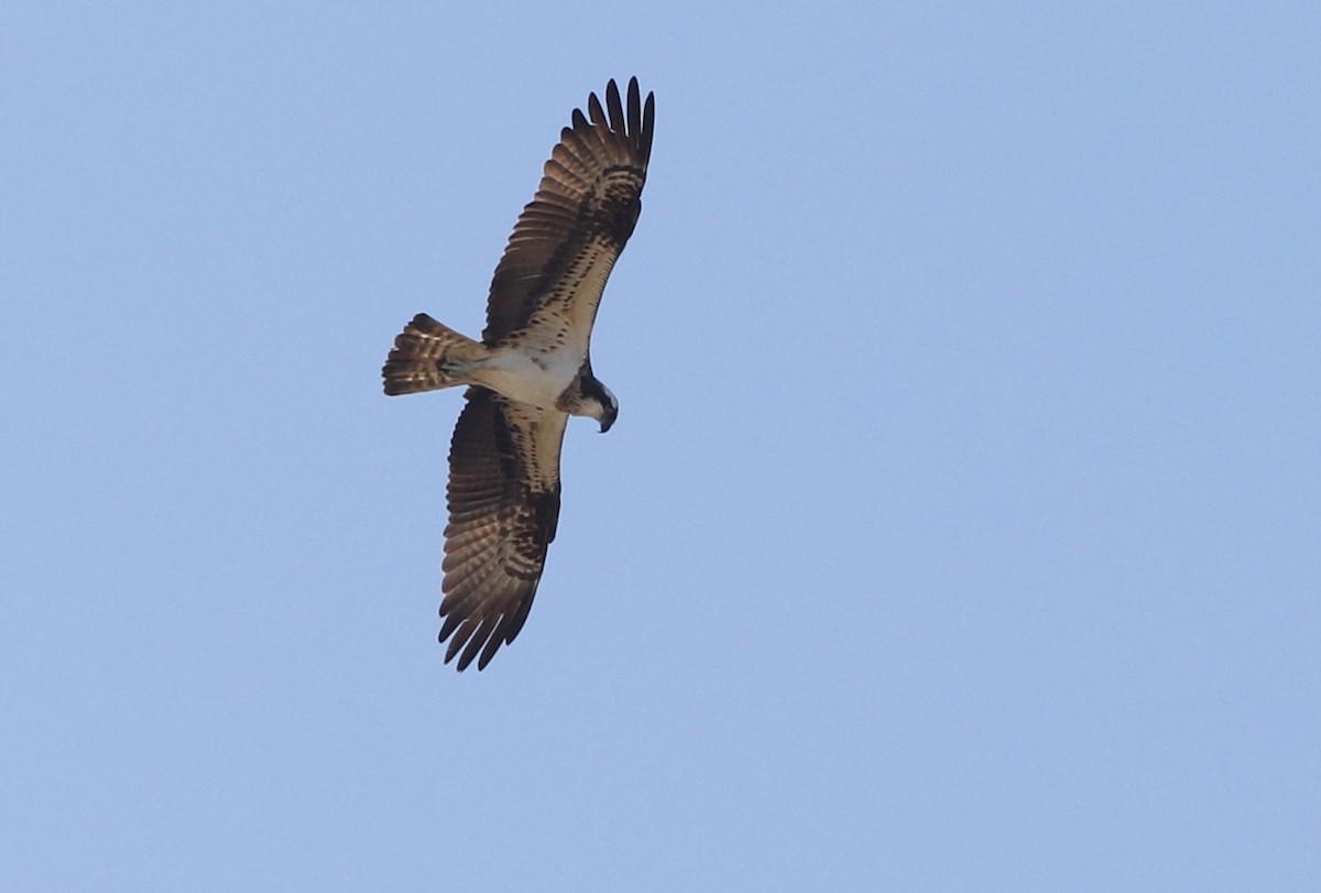 Osprey - ML640217117