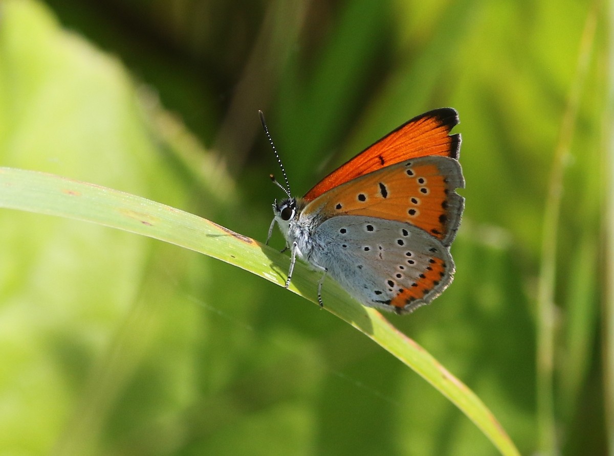 Large Copper - ML640217127