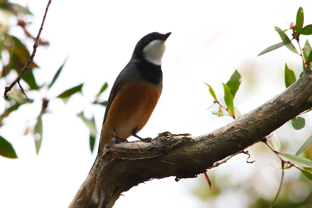 Rufous Whistler - ML640217154