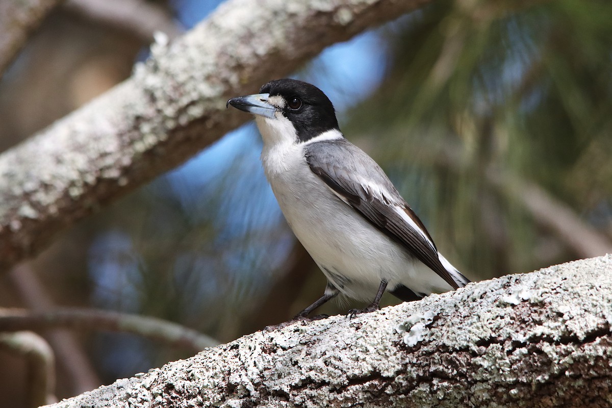Gray Butcherbird - ML640217169
