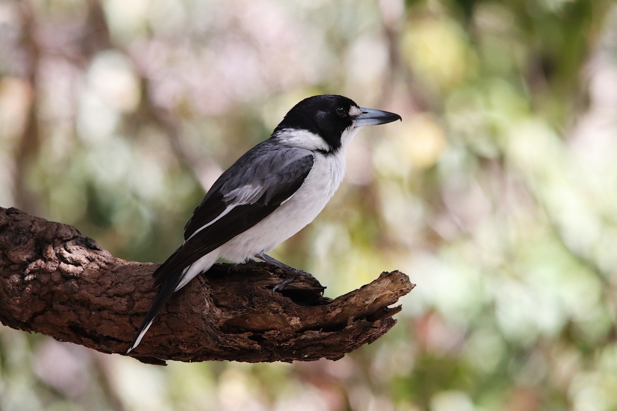 Gray Butcherbird - ML640217170