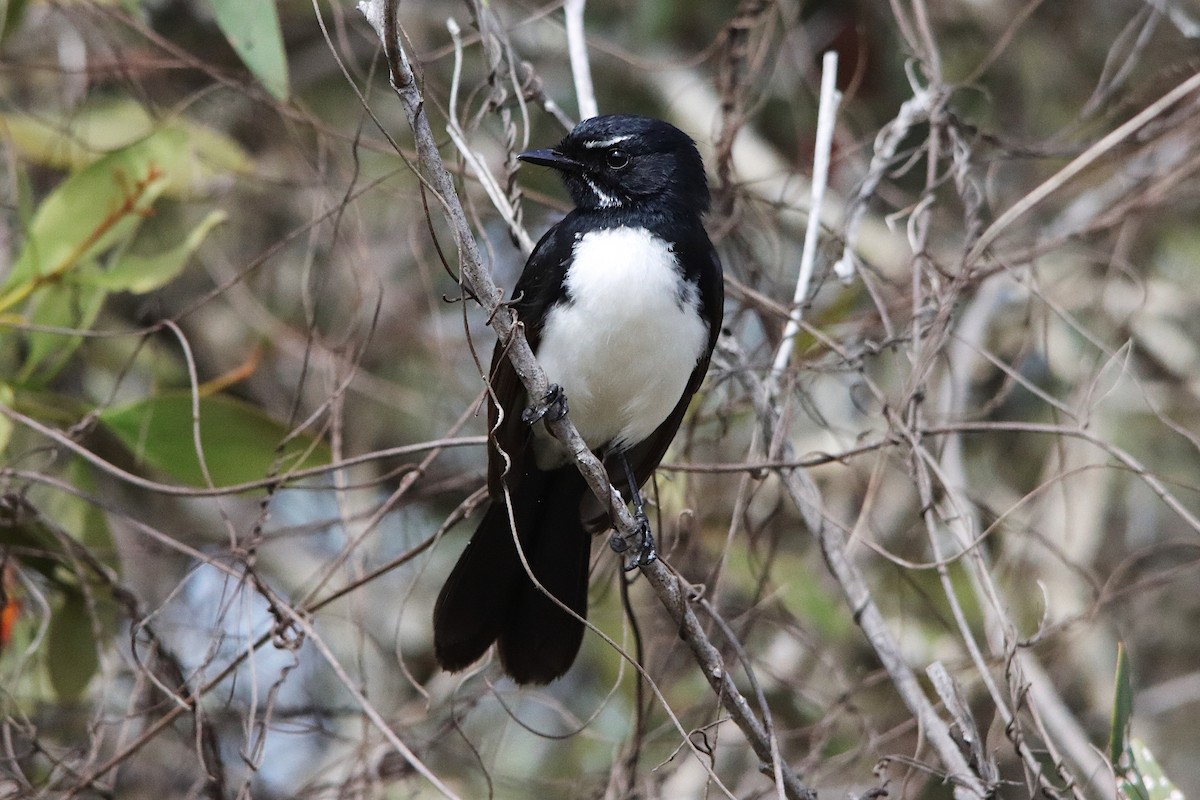 Willie-wagtail - ML640217180