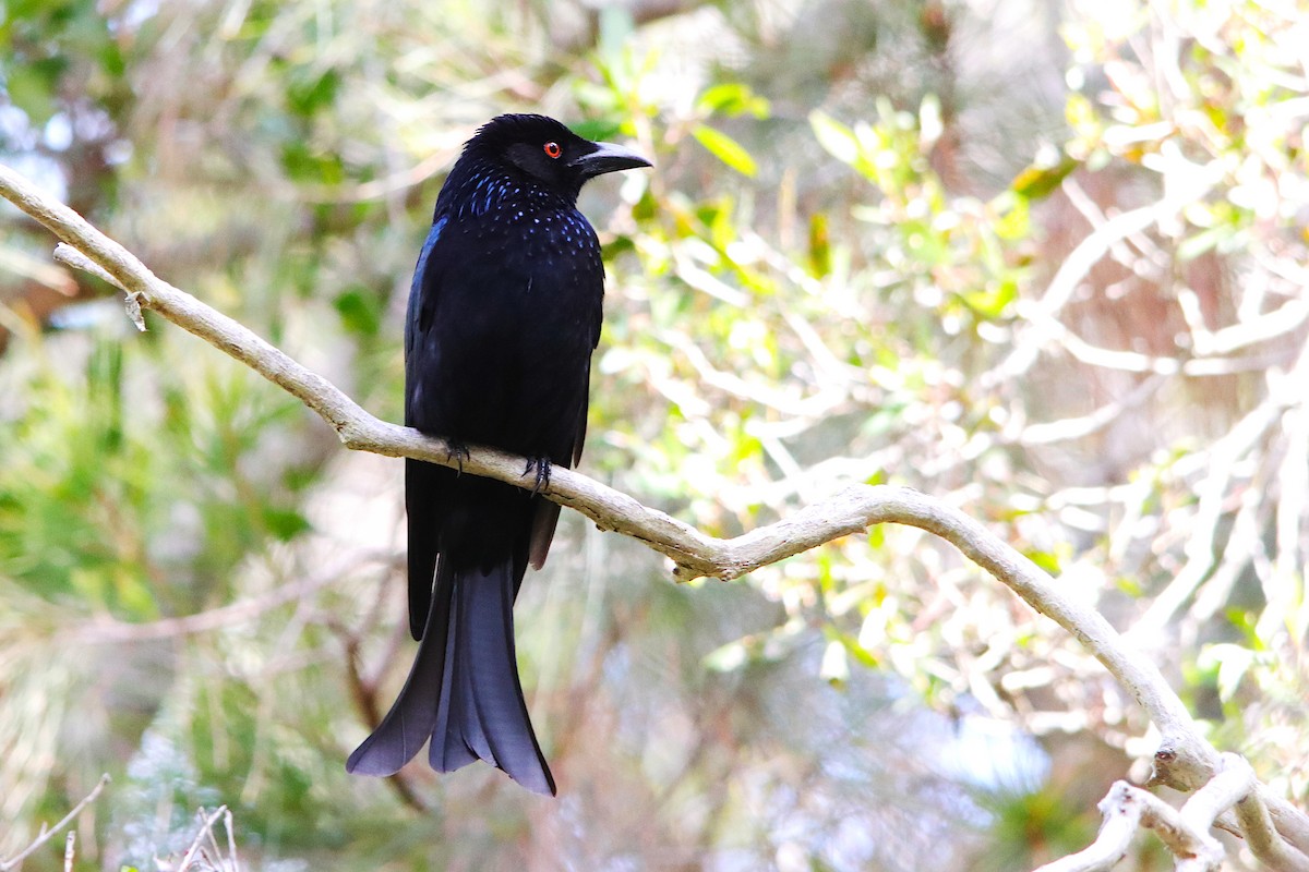 Spangled Drongo - ML640217196