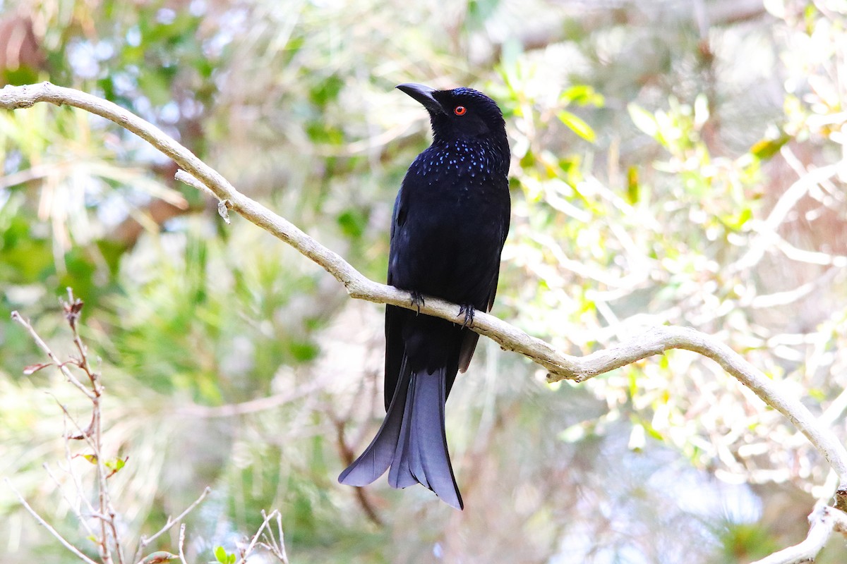 Spangled Drongo - ML640217197