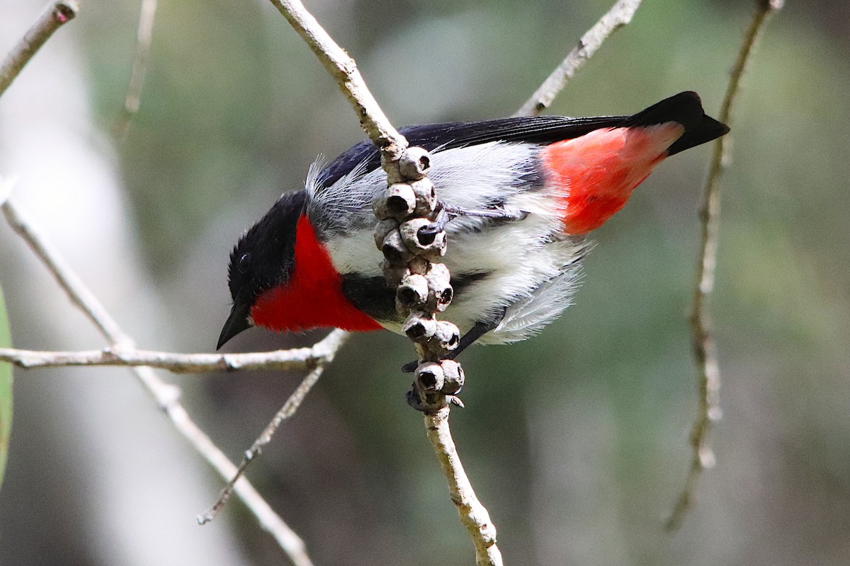Mistletoebird - ML640217207