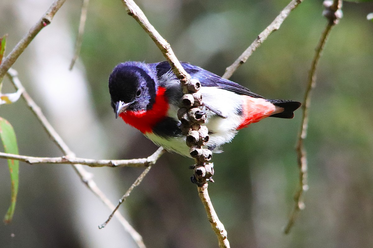 Mistletoebird - ML640217208