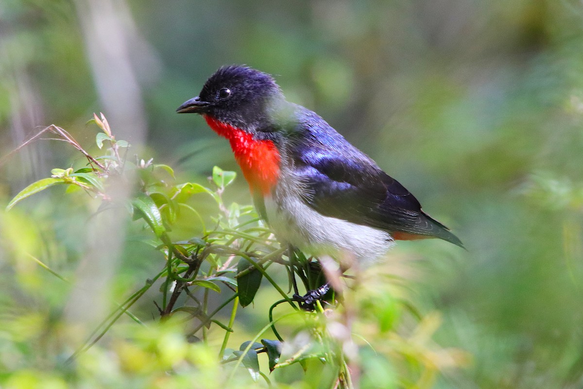 Mistletoebird - ML640217209