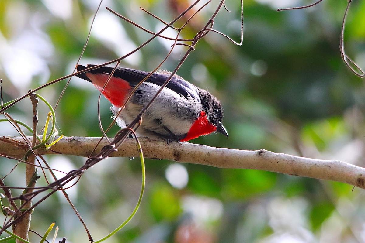 Mistletoebird - ML640217210