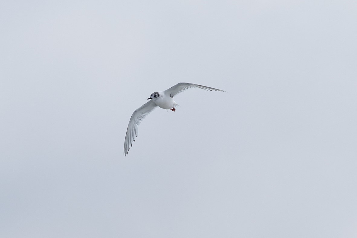 Little Gull - ML640217211