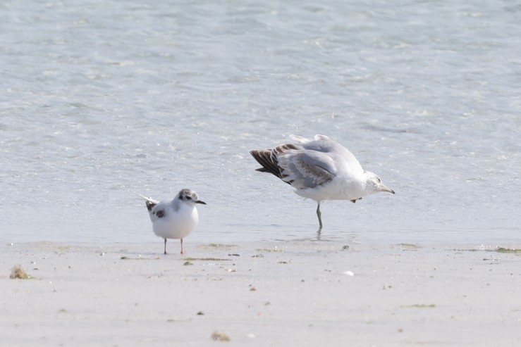 Little Gull - ML640217212
