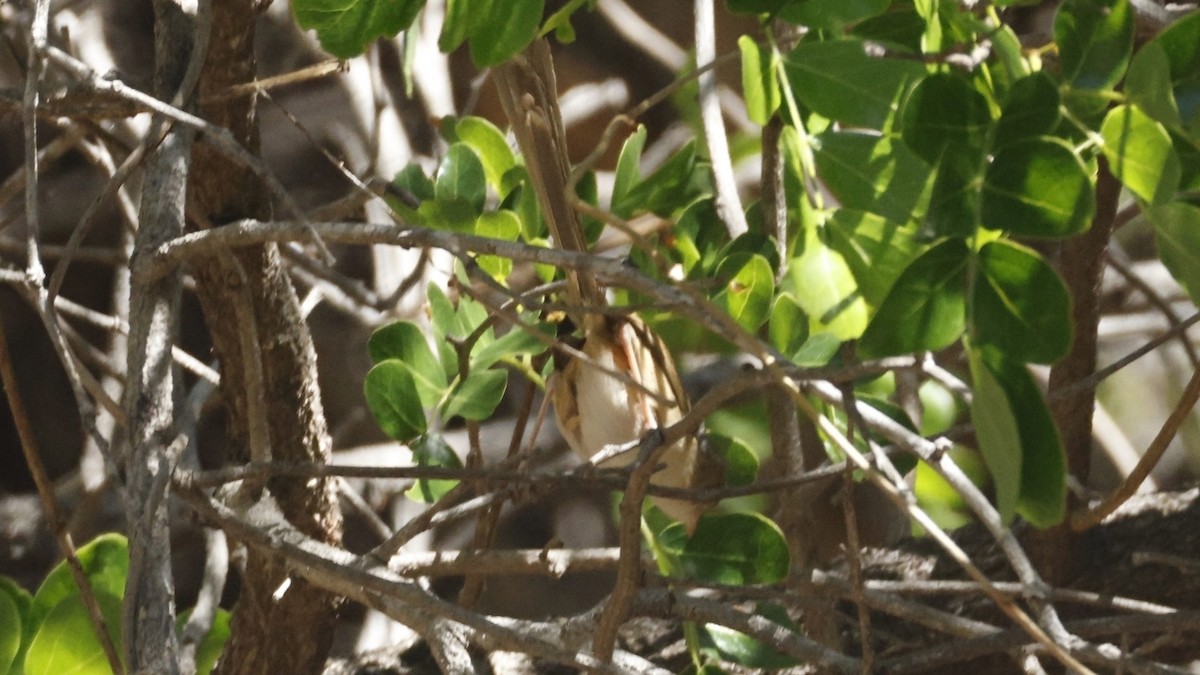 Arafura Fantail - ML640217229