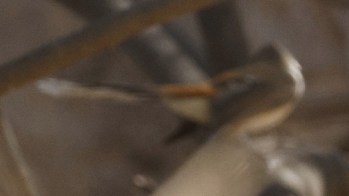 Arafura Fantail - ML640217231