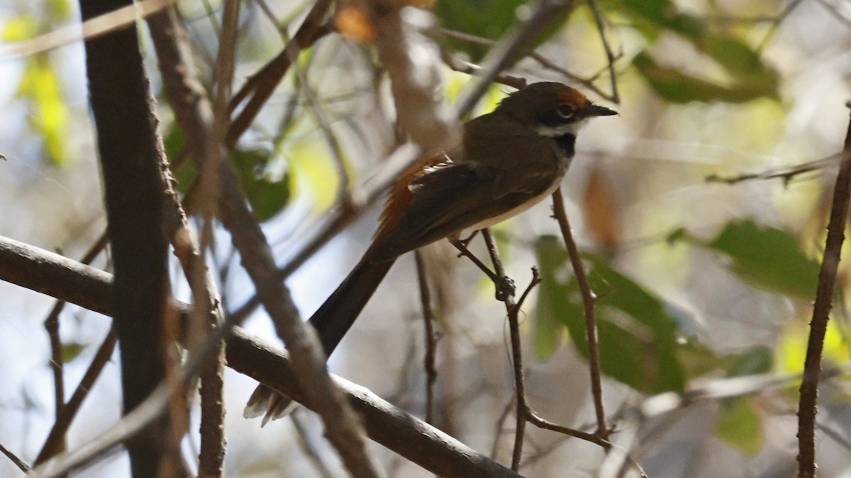 Arafura Fantail - ML640217244