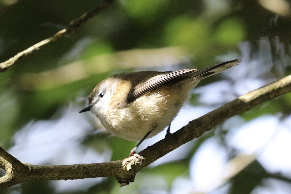 Brown Gerygone - ML640217295