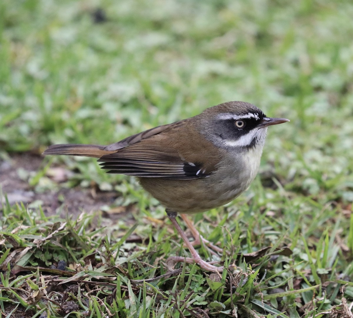 White-browed Scrubwren - ML640217305