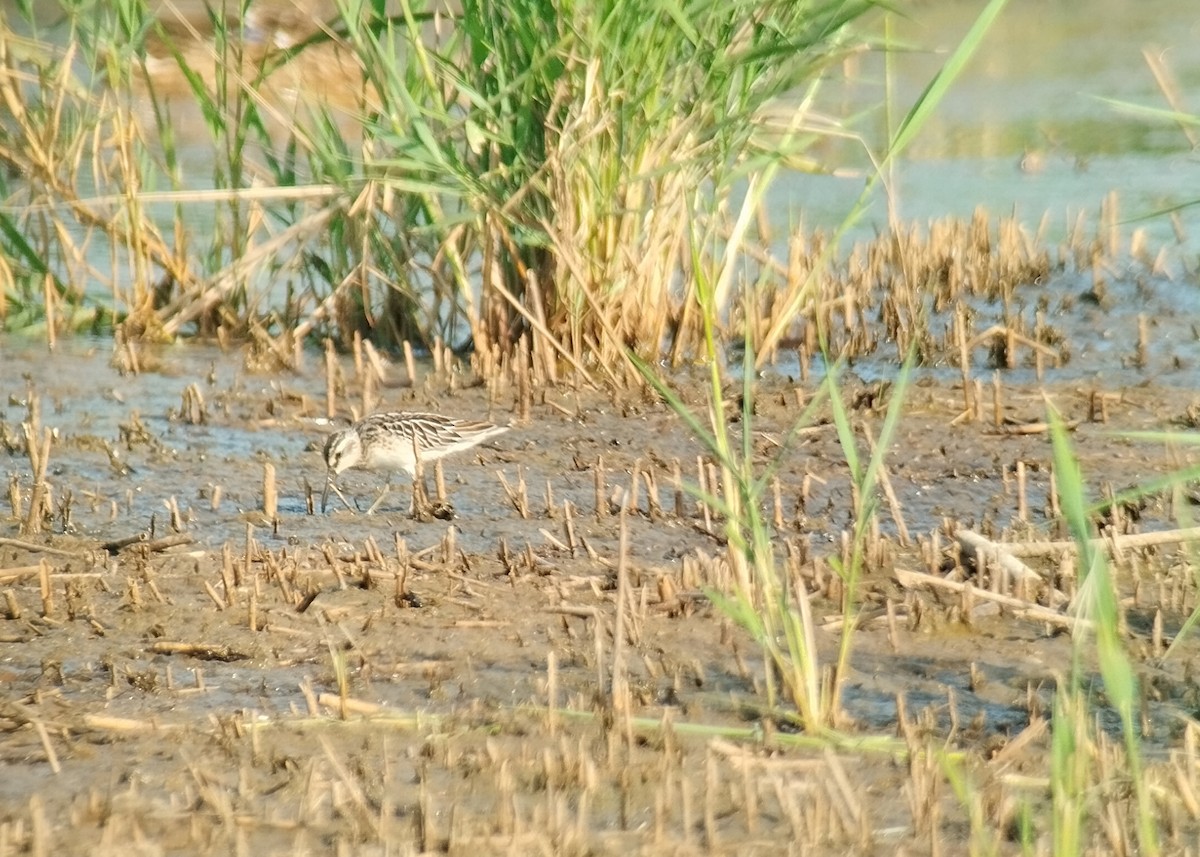 Broad-billed Sandpiper - ML640217401