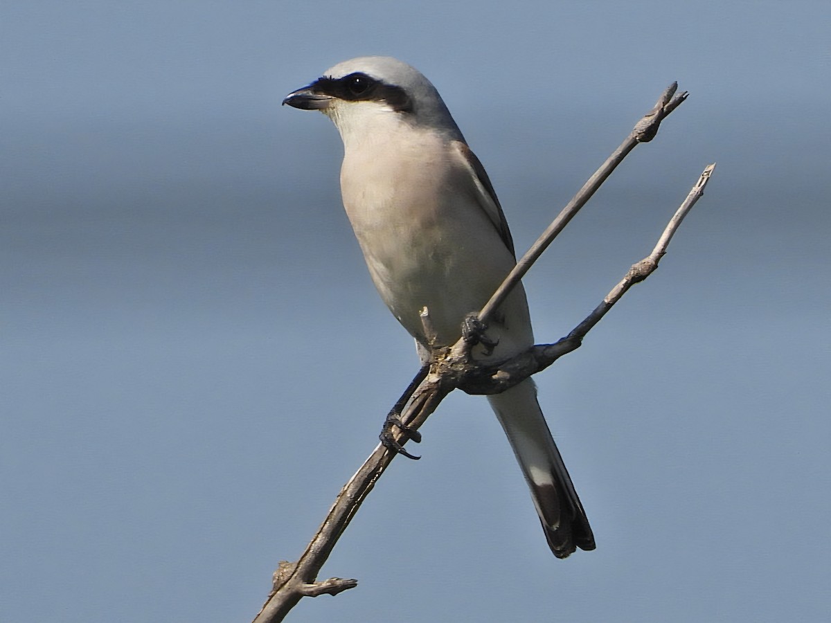 Red-backed Shrike - ML640217404