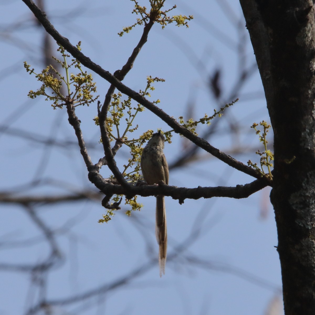 Prinia crinigère - ML640217407