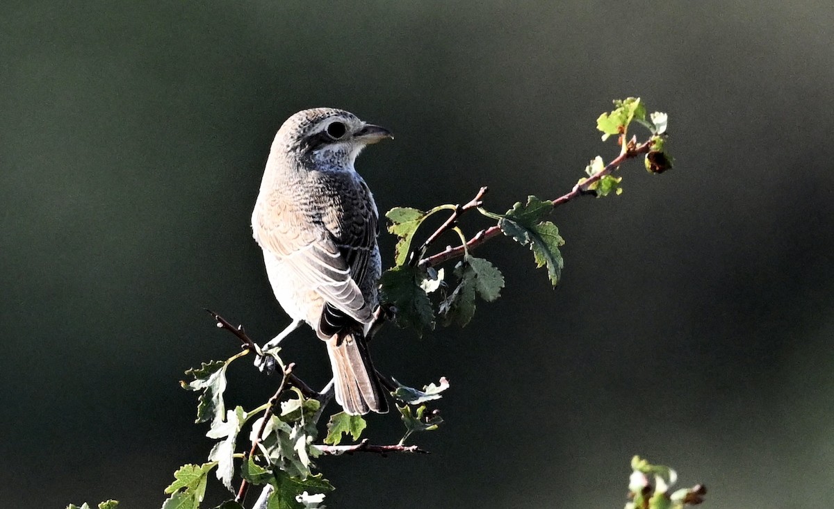 Red-backed Shrike - ML640217409