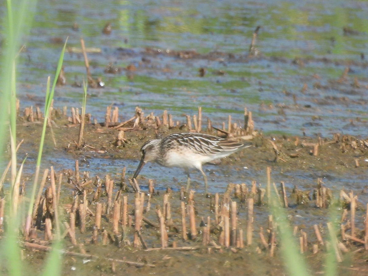 Broad-billed Sandpiper - ML640217444
