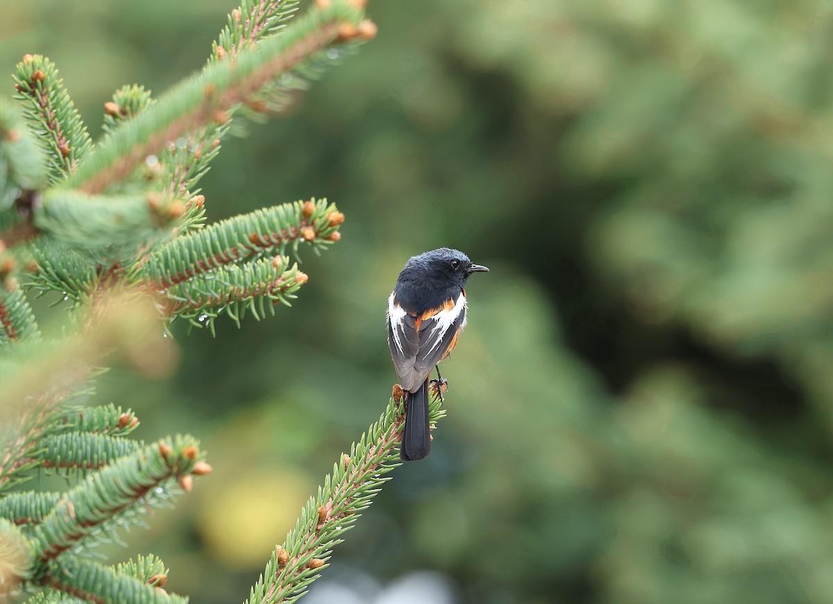 White-throated Redstart - ML640217507