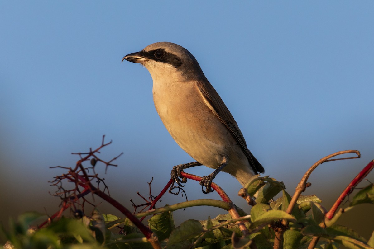 Red-backed Shrike - ML640217514
