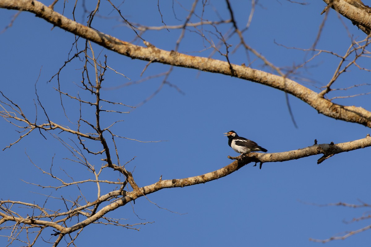 Javan Pied Starling - ML640217521