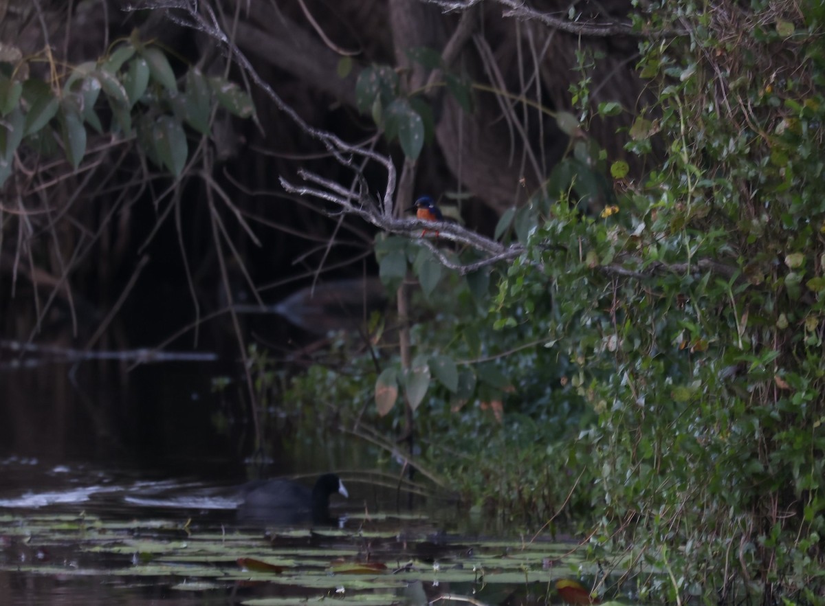 Azure Kingfisher - ML640217615