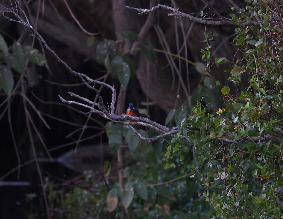 Azure Kingfisher - ML640217617