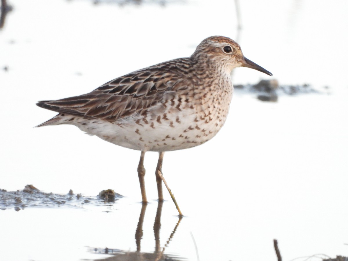Sharp-tailed Sandpiper - ML640217629
