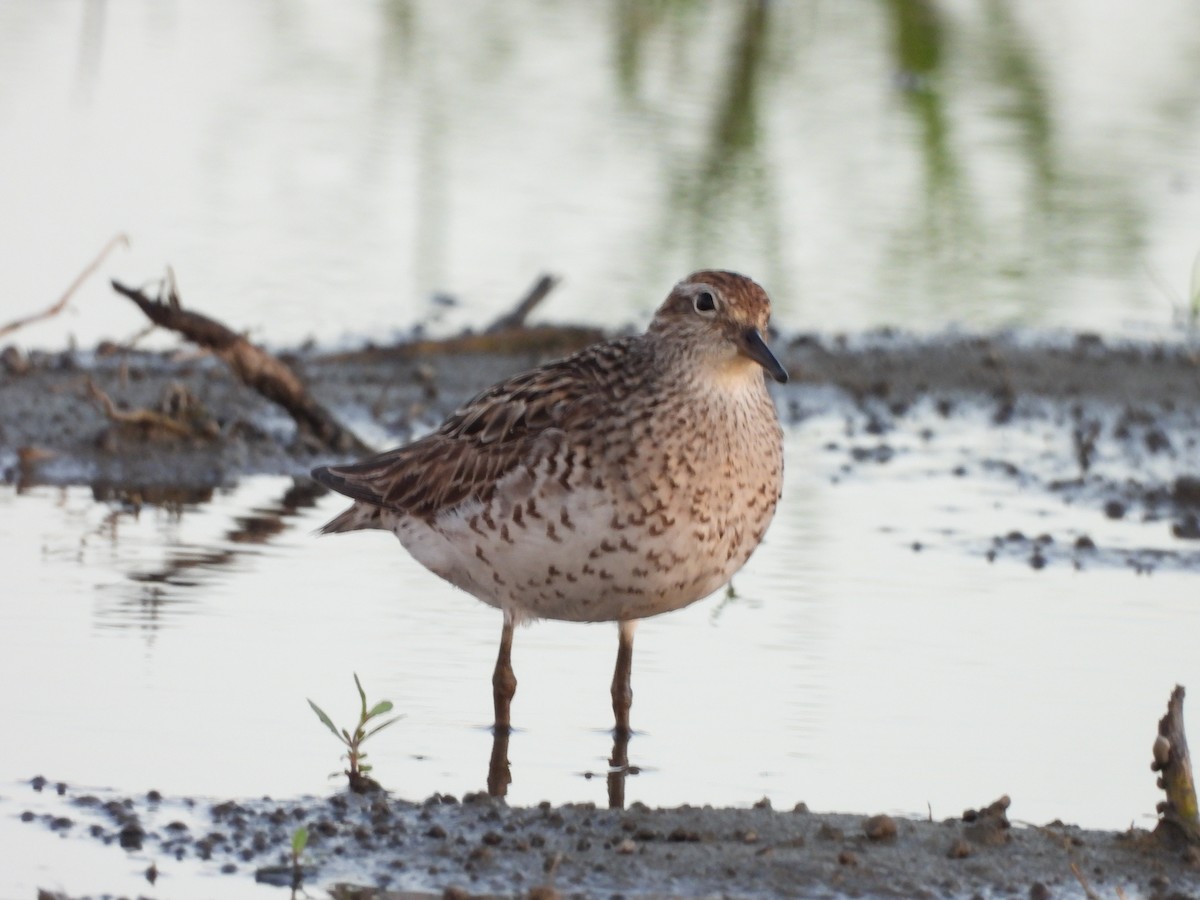 Sharp-tailed Sandpiper - ML640217630