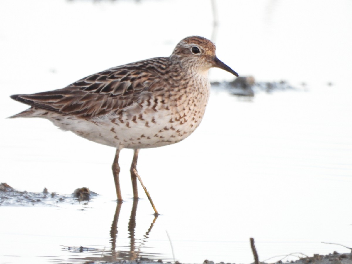 Sharp-tailed Sandpiper - ML640217632